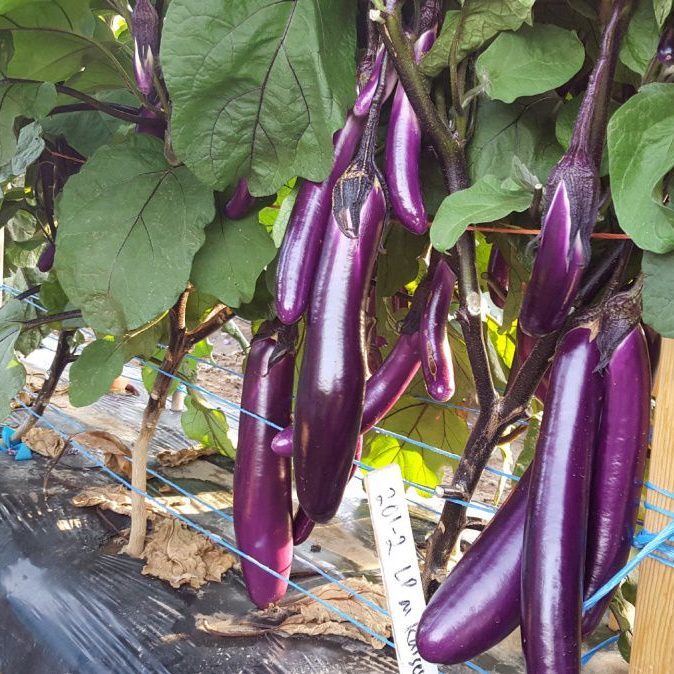 growing chinese eggplant
